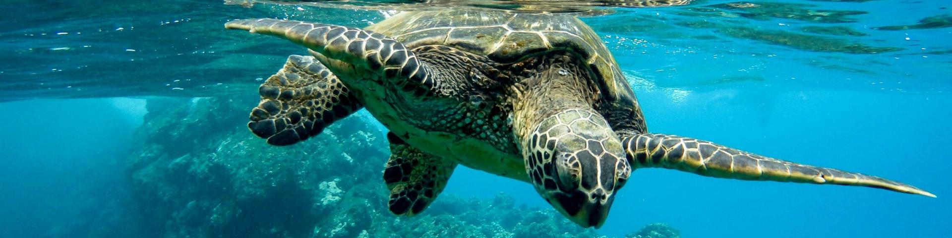 Snorkeling na Isla Tortuga